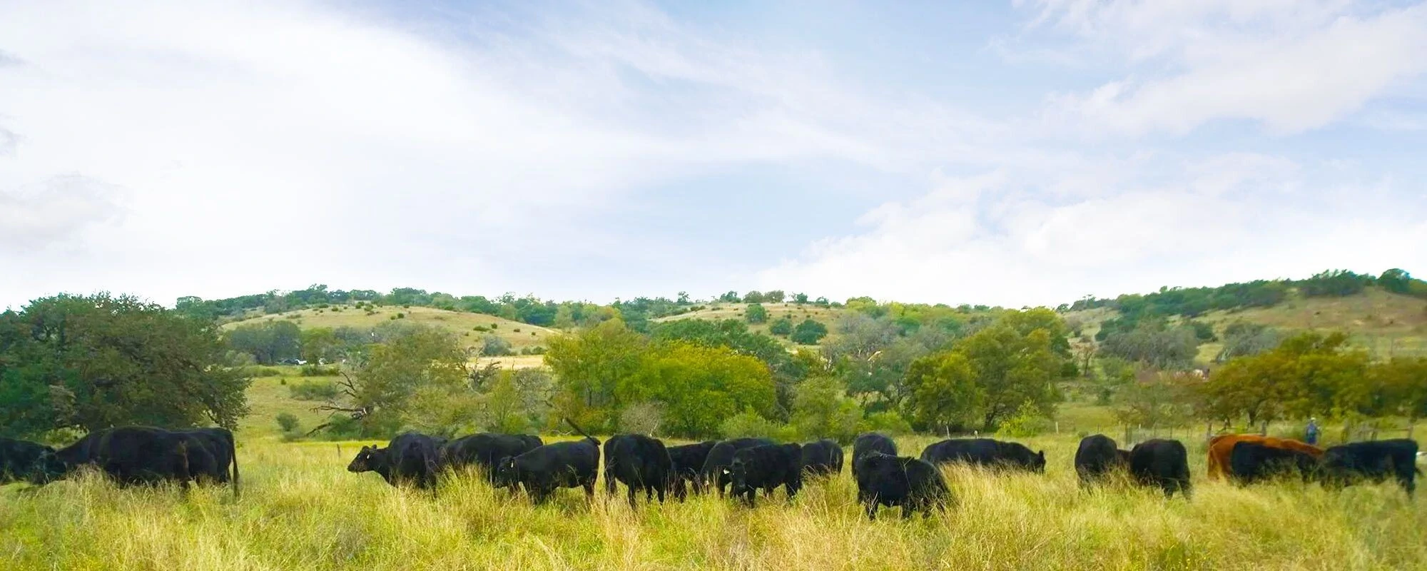 Cow on field Cow on field