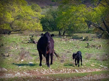 Contact us in Fredericksburg, TX, for amazing grass-fed beef