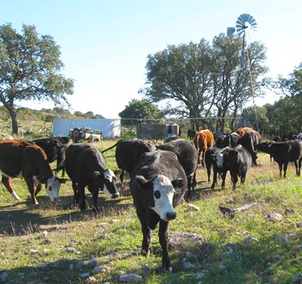 Offering all-natural chuck steak in Fredericksburg, TX